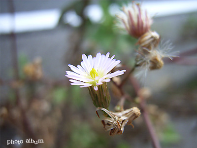 ホウキギク（箒菊）