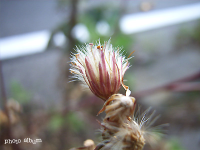 ホウキギク（箒菊）