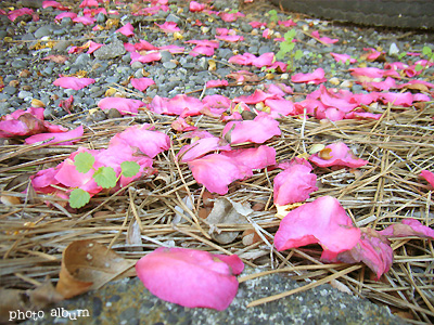 サザンカ（山茶花）