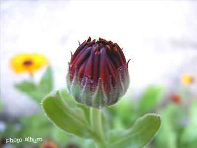 キンセンカ（金盞花）・　カレンデュラ