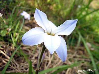 ハナニラ（花韮）