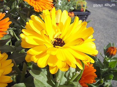 キンセンカ（金盞花）・　カレンデュラ