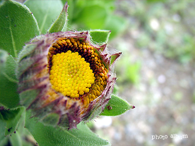 キンセンカ（金盞花）・カレンデュラ