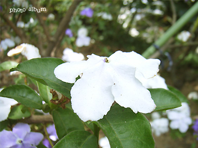 バンマツリ（番茉莉）