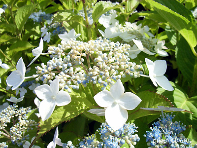 アジサイ（紫陽花）