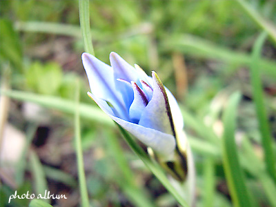 ハナニラ（花韮）