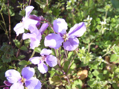 ショカツサイ（諸葛菜）・ハナダイコン（花大根）