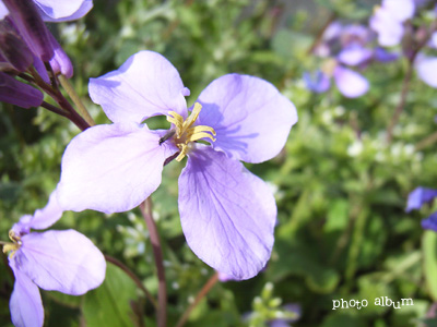 ショカツサイ（諸葛菜）・ハナダイコン（花大根）