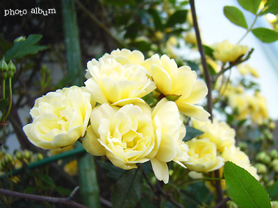 モッコウバラ（木香薔薇）