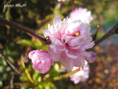 ニワザクラ（庭桜）