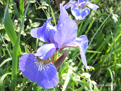 アヤメ（文目・綾目・菖蒲）