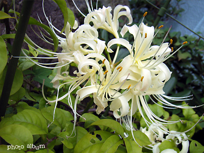 シロバナマンジュシャゲ（白花曼珠沙華）