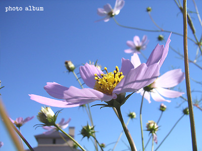 コスモス（秋桜）