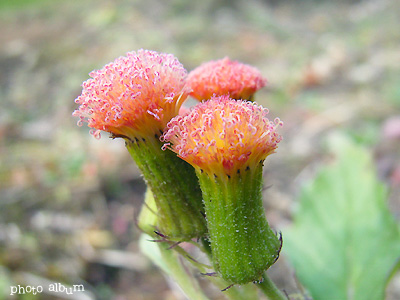 ベニバナボロギク（紅花襤褸菊）