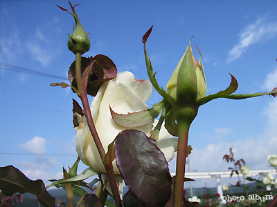 ジョン・エフ・ケネディ：バラ（薔薇）