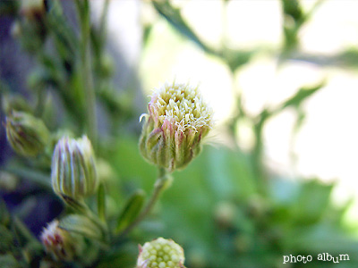 アレチノギク（荒れ地野菊）