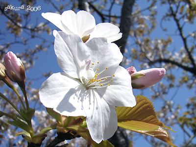 サクラ（桜）