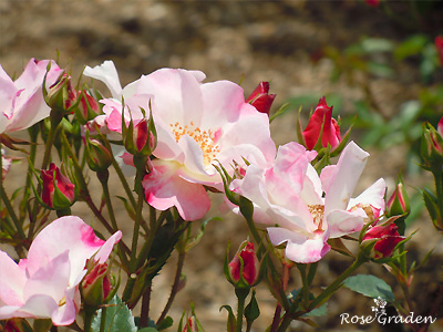 花霞：バラ（薔薇）