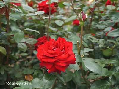 イングリット バーグマン：バラ（薔薇）　