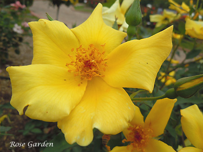 天の川：バラ（薔薇）