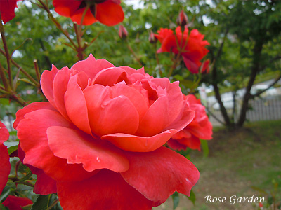 ホットココア：バラ（薔薇）