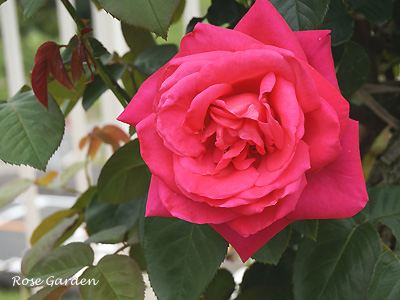 バラ（薔薇）：マリア カラス