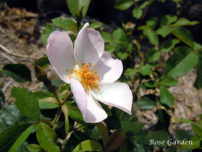 バラ（薔薇）：ヘブンリー ロザリンド