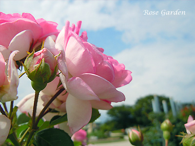 ジャスミーナ：バラ（薔薇）