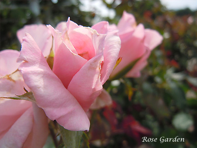 桜貝：バラ（薔薇）